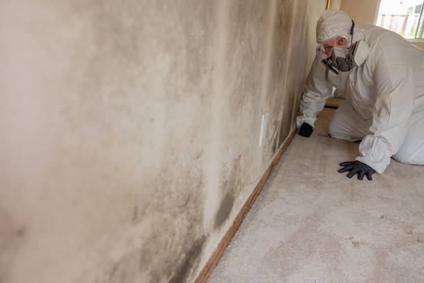 Best Basement Mold Removal  in Tara Hills, CA